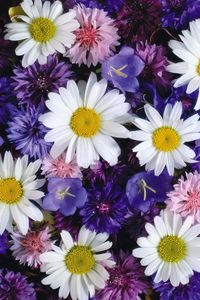 Preview wallpaper daisies, cornflowers, bluebells, flowers, bright