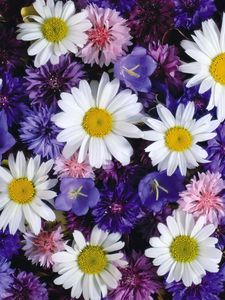 Preview wallpaper daisies, cornflowers, bluebells, flowers, bright