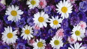 Preview wallpaper daisies, cornflowers, bluebells, flowers, bright