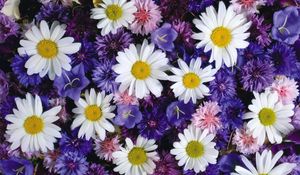 Preview wallpaper daisies, cornflowers, bluebells, flowers, bright