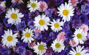Preview wallpaper daisies, cornflowers, bluebells, flowers, bright