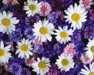 Preview wallpaper daisies, cornflowers, bluebells, flowers, bright