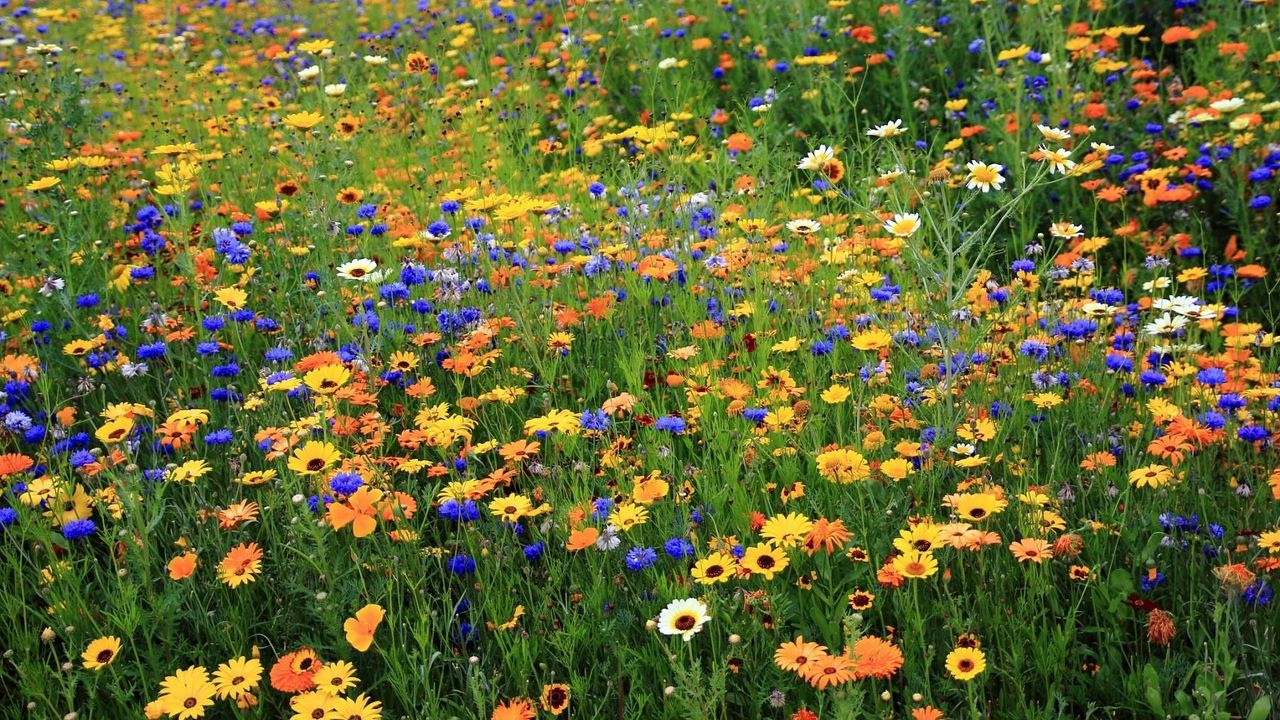 Wallpaper daisies, cornflowers, flowers, meadow, summer, nature