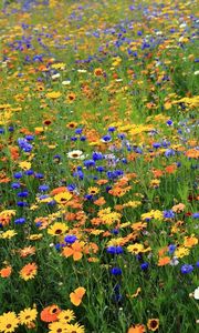 Preview wallpaper daisies, cornflowers, flowers, meadow, summer, nature