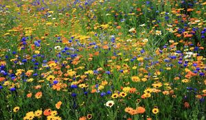 Preview wallpaper daisies, cornflowers, flowers, meadow, summer, nature