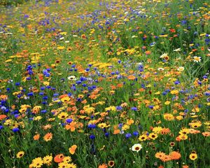Preview wallpaper daisies, cornflowers, flowers, meadow, summer, nature