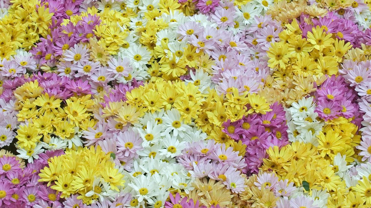 Wallpaper daisies, field, background, white, yellow, pink, violet