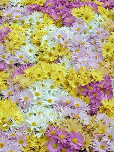 Preview wallpaper daisies, field, background, white, yellow, pink, violet
