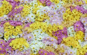 Preview wallpaper daisies, field, background, white, yellow, pink, violet