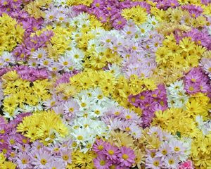 Preview wallpaper daisies, field, background, white, yellow, pink, violet