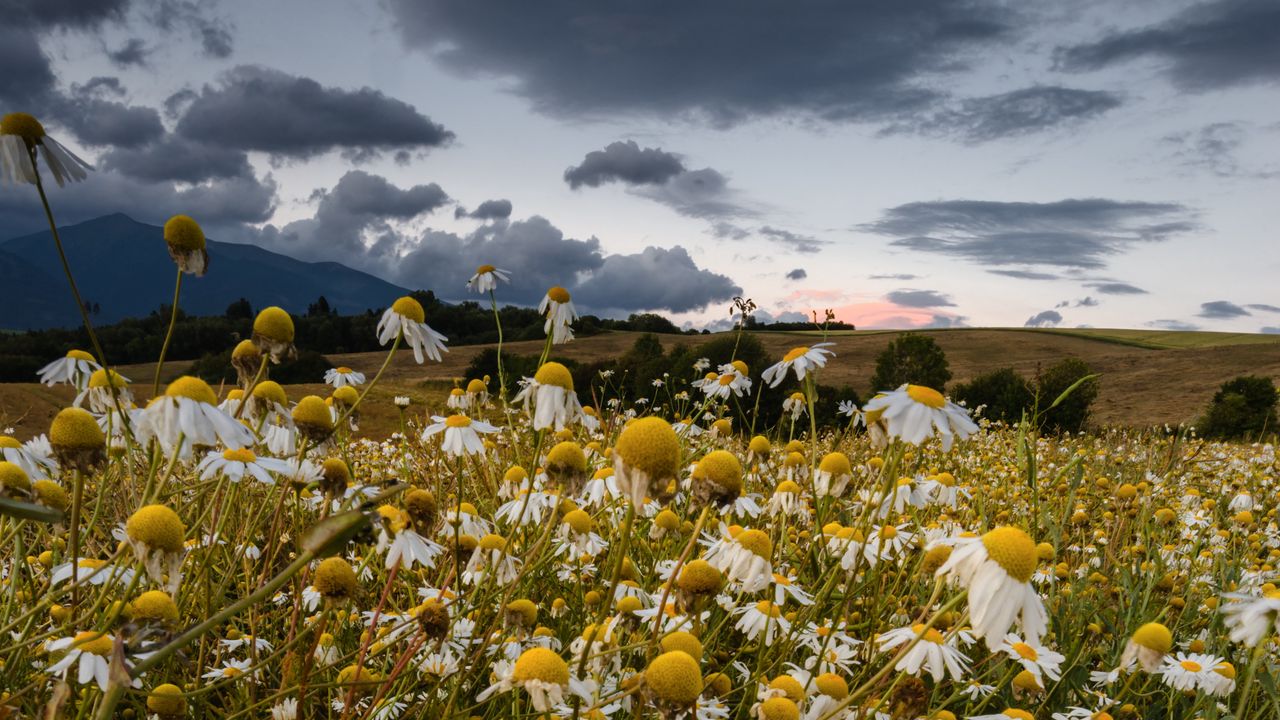 Wallpaper daisies, field, cloudy, summer