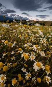 Preview wallpaper daisies, field, cloudy, summer
