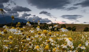 Preview wallpaper daisies, field, cloudy, summer