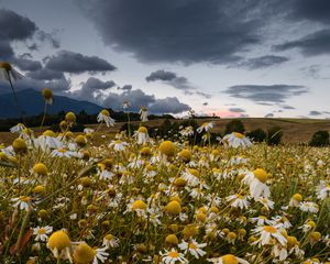 Preview wallpaper daisies, field, cloudy, summer