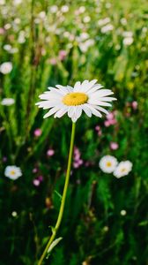 Preview wallpaper daisies, field, flowers, wild flowers, summer