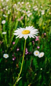 Preview wallpaper daisies, field, flowers, wild flowers, summer