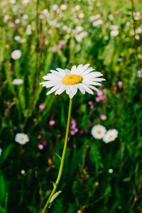 Preview wallpaper daisies, field, flowers, wild flowers, summer