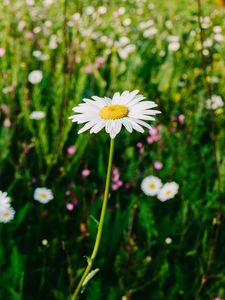 Preview wallpaper daisies, field, flowers, wild flowers, summer