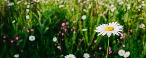 Preview wallpaper daisies, field, flowers, wild flowers, summer