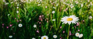 Preview wallpaper daisies, field, flowers, wild flowers, summer