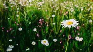 Preview wallpaper daisies, field, flowers, wild flowers, summer