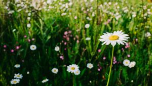 Preview wallpaper daisies, field, flowers, wild flowers, summer