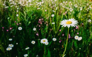 Preview wallpaper daisies, field, flowers, wild flowers, summer