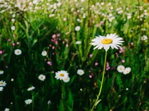 Preview wallpaper daisies, field, flowers, wild flowers, summer