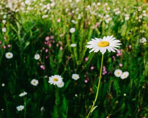 Preview wallpaper daisies, field, flowers, wild flowers, summer