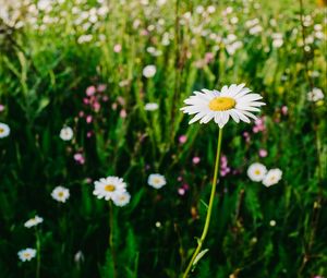 Preview wallpaper daisies, field, flowers, wild flowers, summer