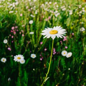 Preview wallpaper daisies, field, flowers, wild flowers, summer