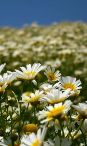 Preview wallpaper daisies, field, petals