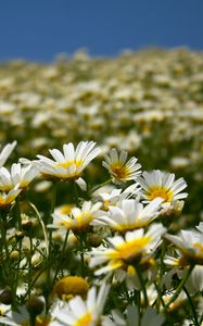 Preview wallpaper daisies, field, petals