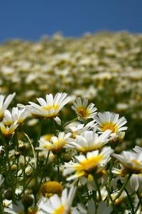 Preview wallpaper daisies, field, petals