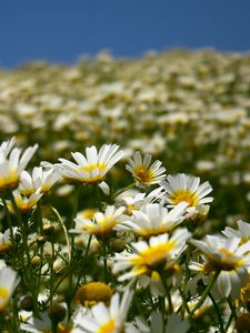 Preview wallpaper daisies, field, petals