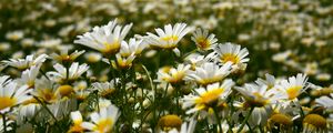 Preview wallpaper daisies, field, petals