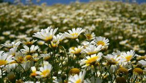 Preview wallpaper daisies, field, petals