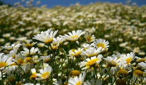 Preview wallpaper daisies, field, petals