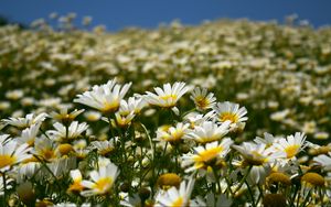 Preview wallpaper daisies, field, petals