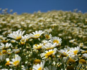 Preview wallpaper daisies, field, petals