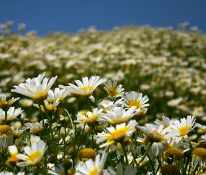 Preview wallpaper daisies, field, petals