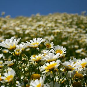 Preview wallpaper daisies, field, petals