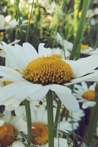 Preview wallpaper daisies, flower, field, summer