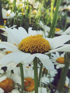 Preview wallpaper daisies, flower, field, summer