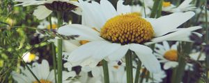 Preview wallpaper daisies, flower, field, summer