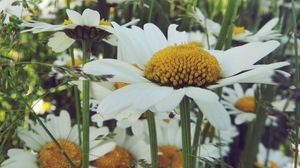 Preview wallpaper daisies, flower, field, summer