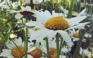 Preview wallpaper daisies, flower, field, summer