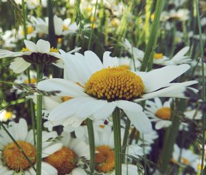 Preview wallpaper daisies, flower, field, summer