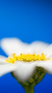 Preview wallpaper daisies, flower petals, blurring