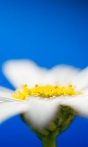 Preview wallpaper daisies, flower petals, blurring